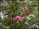 P5300006.JPG